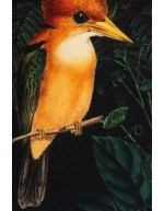 Linnut ja sammakot puuvilla